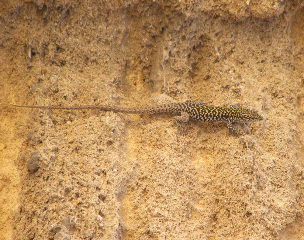 Podarcis sicula
